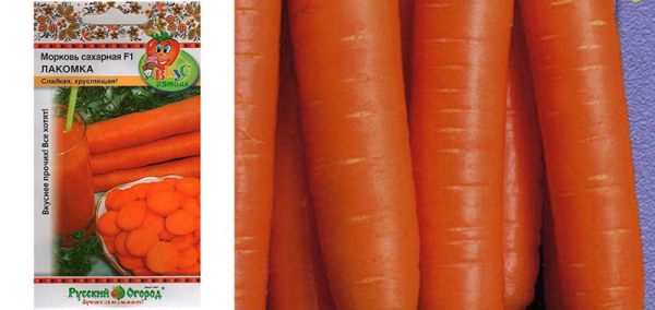 Лучшие сорта моркови для Подмосковья – секреты щедрого урожая